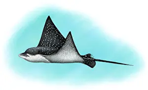 Aquatic Life Illustrations Prints: Spotted Eagle Ray