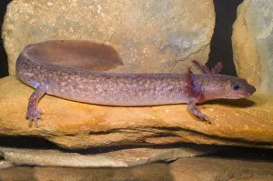 Framed Print : Aquatic Larval Spring Salamander Print Framed Print : Aquatic Larval Spring Salamander Print