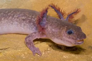 Spring Salamander