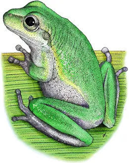 United States Wildlife Prints: Squirrel Treefrog