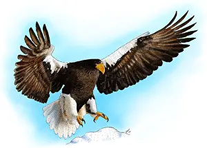 Haliaeetus Pelagicus Prints: Stellar's Sea Eagle