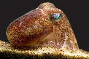 Deep Sea Squid Prints: Stubby Squid