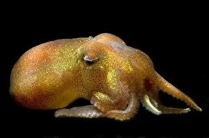 Pacific Ocean Animals Prints: Stubby Squid