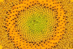 Sunflower Seeds Prints: Sunflower