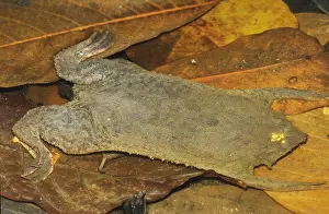 Rainforest Amphibians Prints: Surinam Toad