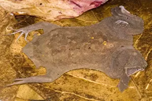 Print of a Surinam Toad