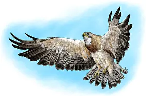 Wildlife Artwork Prints: Swainson's Hawk