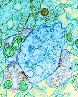 Nerve Cell Anatomy Prints: Synapse, TEM