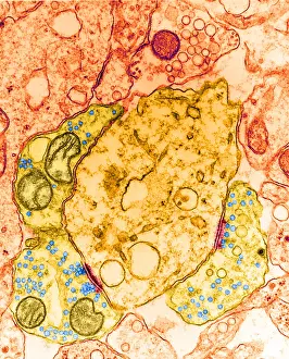 Transmission Electron Microscopy (TEM) Prints: Synapse, TEM