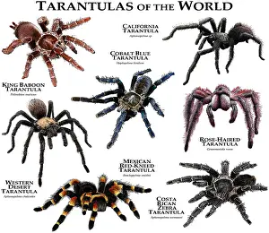 Tarantula Species Print Collection