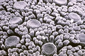 Scanning Electron Microscopy Prints: Tastebuds