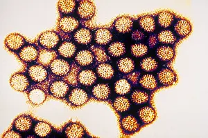 Double-shelled Rotavirus Virions Print
