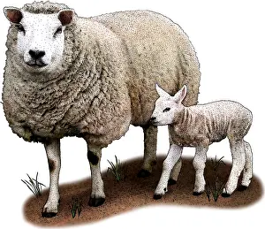 Domesticated Mammals Prints: Texel Sheep