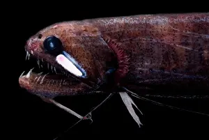 Threadfin Dragonfish Print