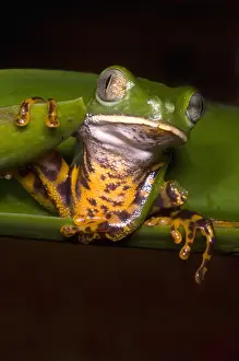 Hylidae Family Frogs Prints: Tiger-Stripe Monkey Frog