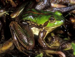 Tocantins River Pseudid Frog Print
