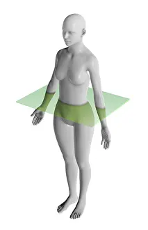 Female Anatomy Prints: Transverse Plane