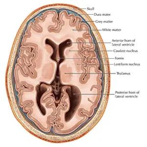 Cerebral Cortex Illustration Prints: Transverse Section of the Brain