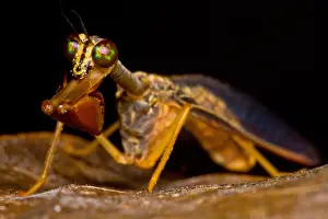 Peruvian Wildlife Images Prints: Tropical Mantispid