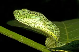 Two-Striped Forest Pit Viper Print