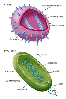 Viral Particle Structure Prints: Virus vs bacteria structure comparison of differences, diagram, medical visual