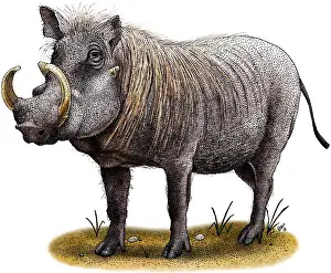 African Wildlife Art Prints: Warthog