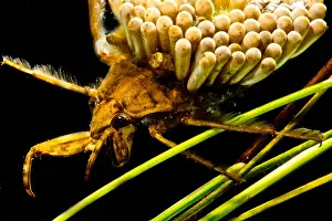 Aquatic Beetles Prints: Water Beetle Brooding Eggs