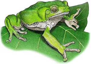 Wildlife Illustrations Prints: Waxy Monkey Treefrog