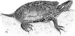 Wildlife Illustration Prints: Western Painted Turtle
