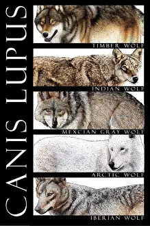 Wildlife Artwork Prints: Wolves of the World