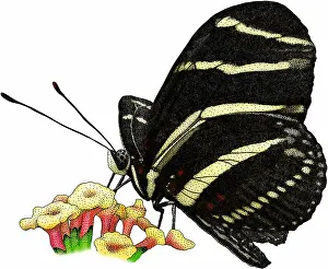 Lepidoptera Insects Prints: Zebra longwing butterfly