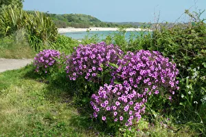 Bryher, Isles of Scilly Print in the United Kingdom